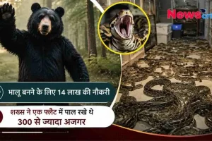 न्यूज़ क्रिटिक इन्फोग्राफिक: अजीबोगरीब खबरों को दर्शाता हुआ ग्राफ़िक, जिसमें एक तरफ जंगल में खड़ा भालू और 'भालू बनने के लिए 14 लाख की नौकरी' का ज़िक्र है, वहीं दूसरी तरफ एक फ्लैट के फर्श पर रेंगते सैकड़ों अजगरों की खौफनाक तस्वीर दिखाई गई है।