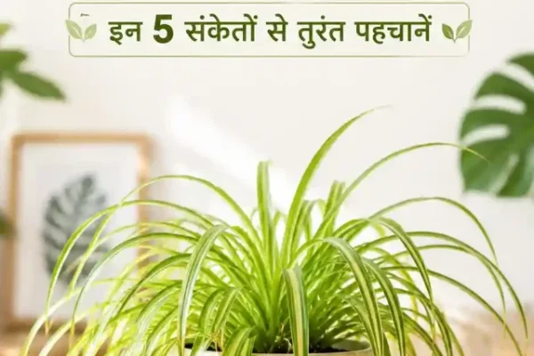 Spider Plant water shortage signs featured image with five common watering warning signs
