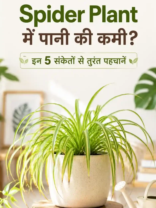 Spider Plant में पानी की कमी? इन 5 संकेतों से तुरंत पहचानें