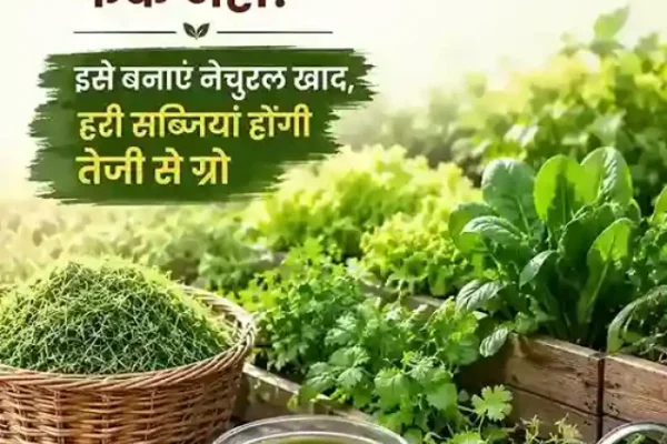 ताजी लॉन घास, प्राकृतिक तरल खाद, हरा-भरा किचन गार्डन और ऑर्गेनिक गार्डनिंग की थीम वाला फीचर्ड कवर।