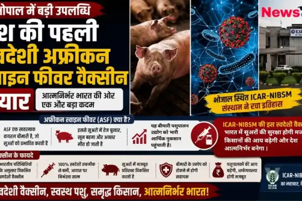 भोपाल में बड़ी उपलब्धि: देश की पहली स्वदेशी अफ्रीकन स्वाइन फीवर (ASF) वैक्सीन तैयार - न्यूज़ क्रिटिक।