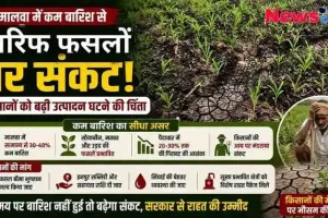 "मालवा में कम बारिश के कारण खरीफ फसलों पर संकट, किसानों को भारी नुकसान की आशंका - News Critic"