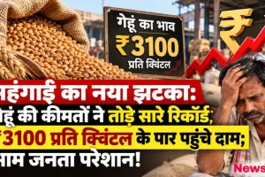 गेहूं की कीमतों में भारी बढ़ोतरी, 3100 रुपये प्रति क्विंटल भाव और परेशान किसान - न्यूज़ क्रिटिक