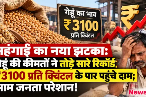 गेहूं की कीमतों में भारी बढ़ोतरी, 3100 रुपये प्रति क्विंटल भाव और परेशान किसान - न्यूज़ क्रिटिक
